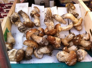 Delicious fresh porcini mushrooms in Northern Italy