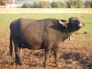 Here's where buffalo mozzarella comes from!